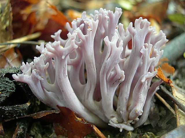 Clavaria   zollingeri    Lv.